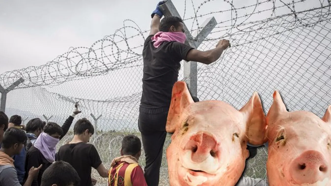 Disznófejjel küzdene a migránsok ellen a fideszes