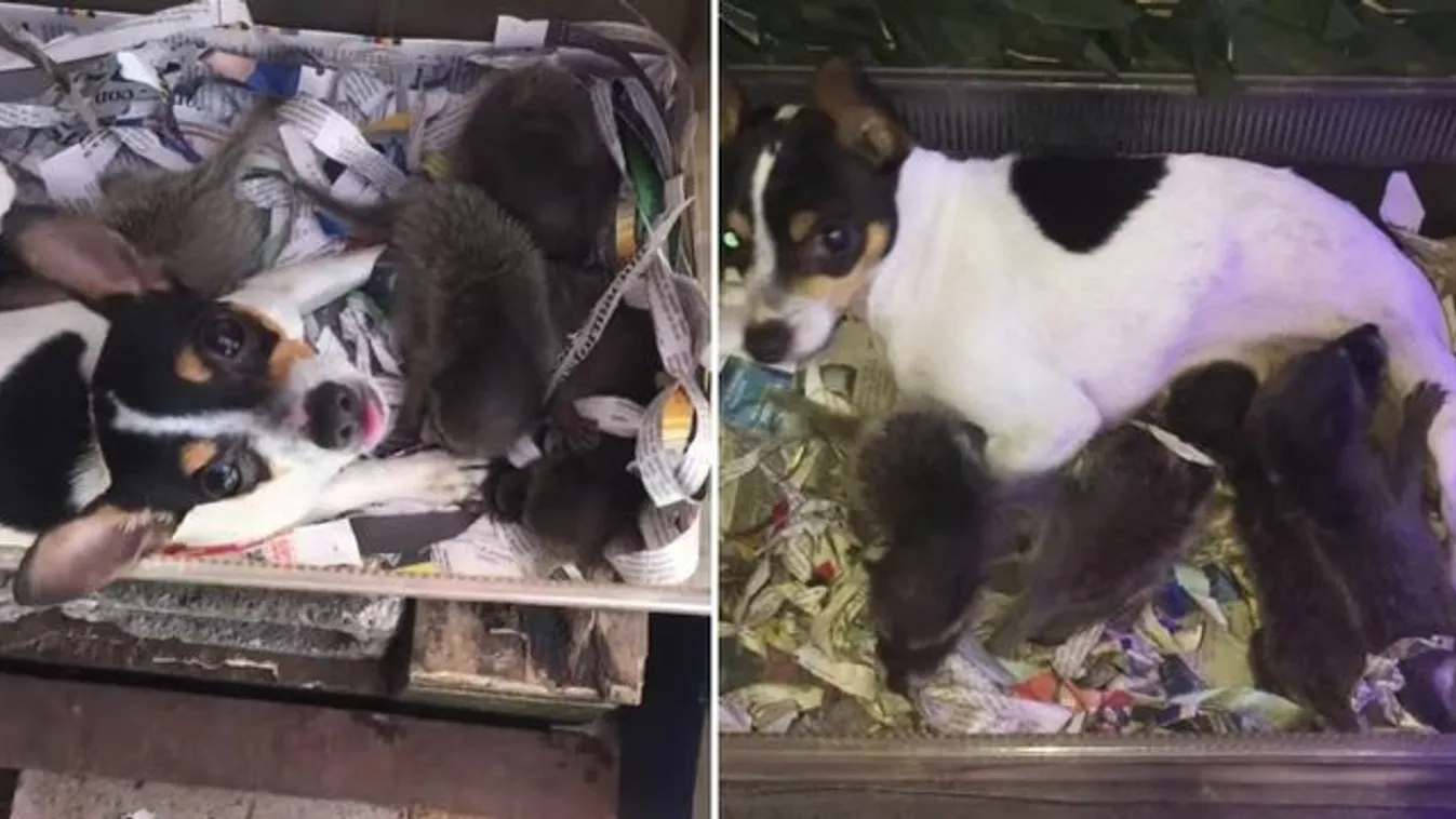 Ma garantáltan nem lát szívmelengetőbb dolgot a mosómaci-kölyköket befogadó kutyusnál – videó