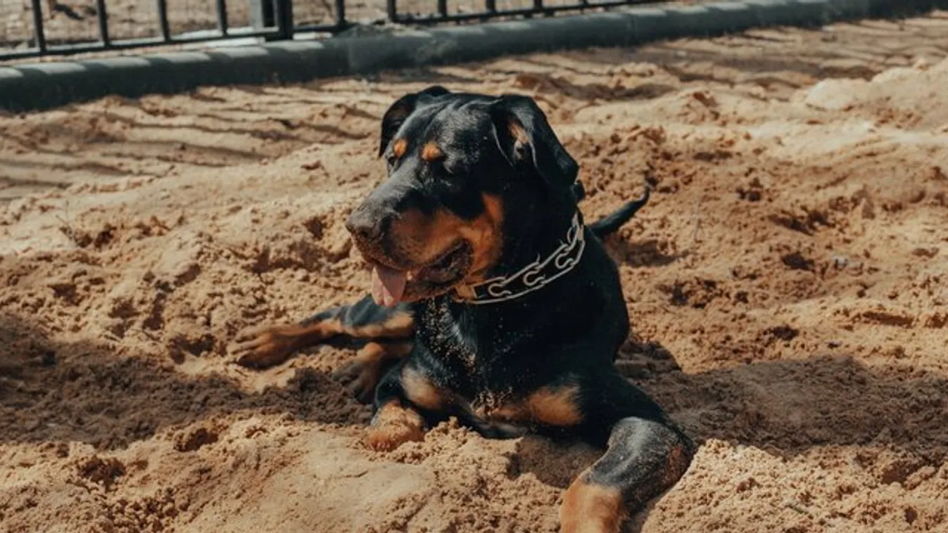 Undorító: megerőszakolta rottweilerét a 29 éves nő