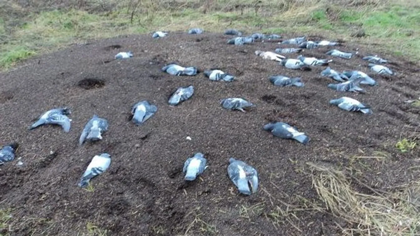 Horrorfalu: megcsonkított őzek és döglött madarak szerteszét