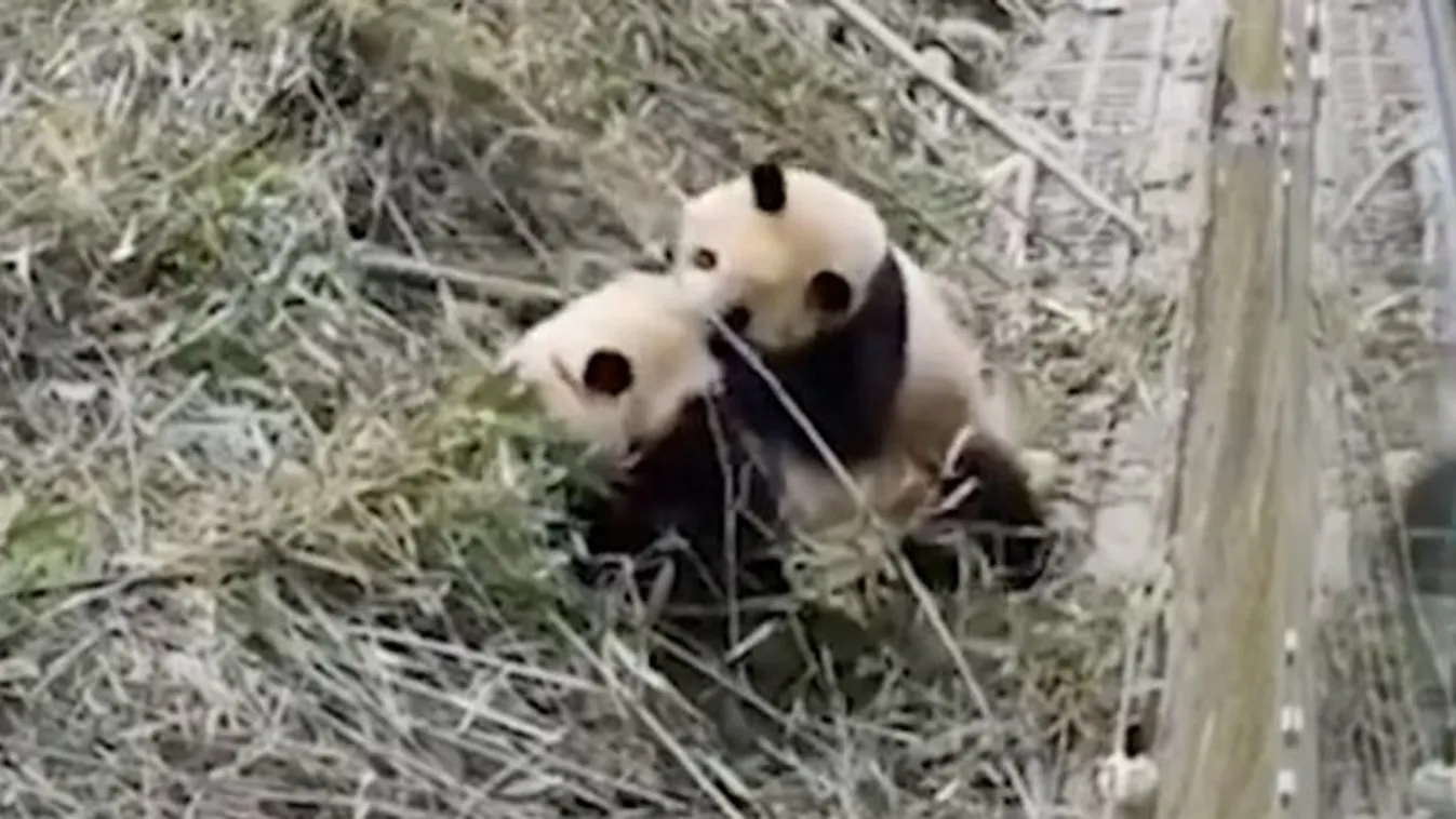 Te jó ég! A pandáknál még az is irtó cuki, ha ütik-vágják egymást - videó