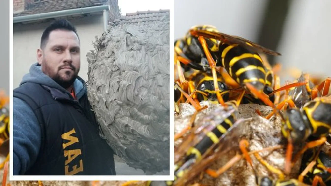 Darázsinvázió - óriási kaptárszörny hízott Kecskeméten