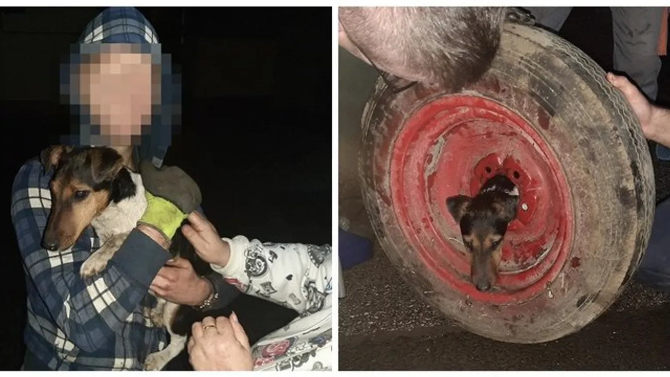 Kerékbe szorult Tücsök feje - nem akárhogy sikerült kiszabadítani! - fotó