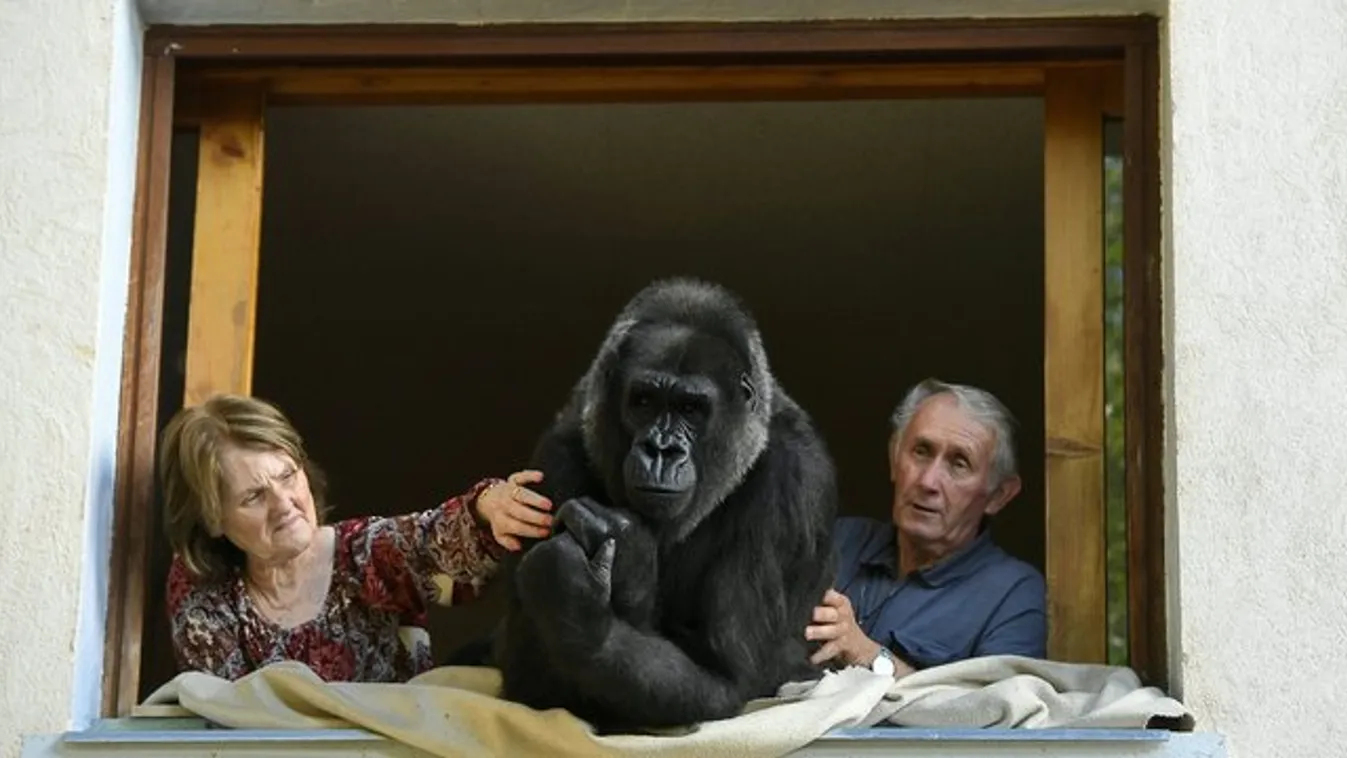 Családtaggá vált a gorillalány