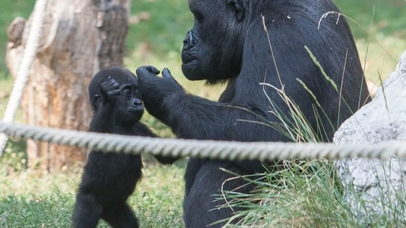 Gorillák suttogója lett a fiatal biológusból