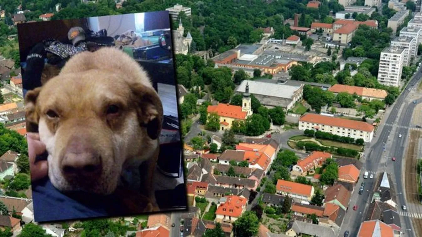 Ezért rettegnek a budafoki kutyások