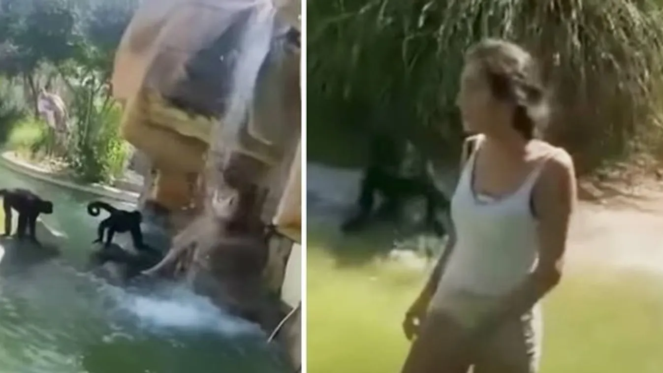 Idióta: Állatkerti majmokhoz mászott be egy nő – videó