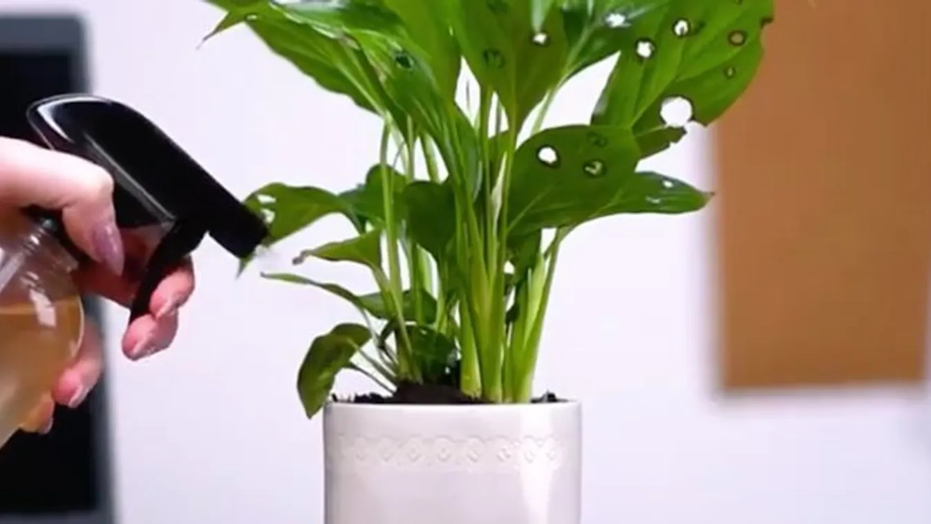 Csípős paprika védi a növényeket