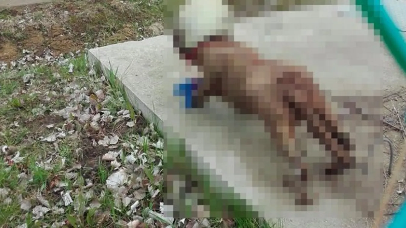 Preparált kutya miatt hívták ki a rendőrséget Szegeden