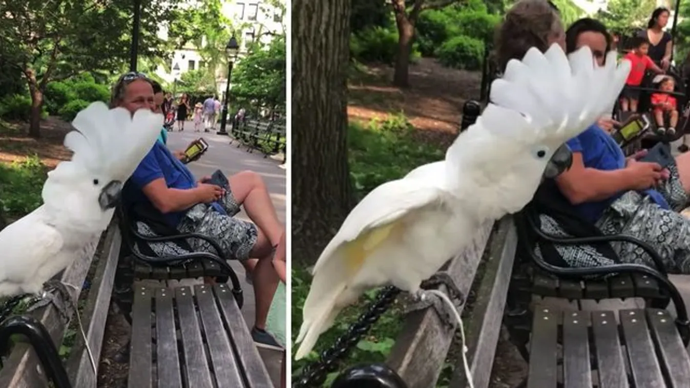Most őszintén: lehet viccesebb a kutyákat megugató kakadunál? videó