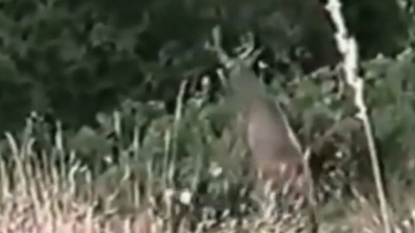 Megvadult panda, gyilkos tigris - állati támadások videóval
