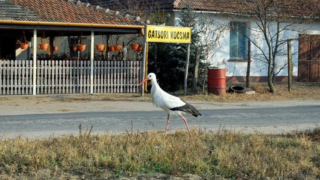 A kocsmánál telel át a gólya