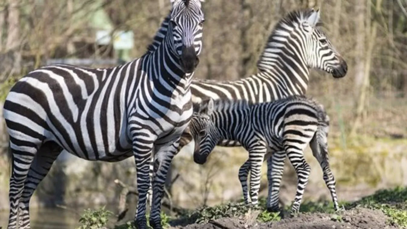 Zebracsikó született a Nyíregyházi Állatparkban