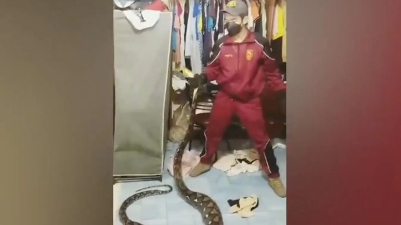 Macskát kerestek, kígyót találtak: óriáspiton szakadt a mennyezetről a férfire – videó