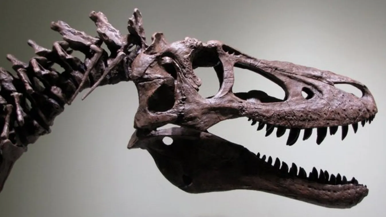 Nem átverés: T-Rex csontvázat árulnak a neten. Mondjuk az ára elég húzós