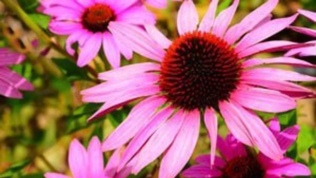 Erősíti az immunredszert a bíbor kasvirág, vagyis az echinacea