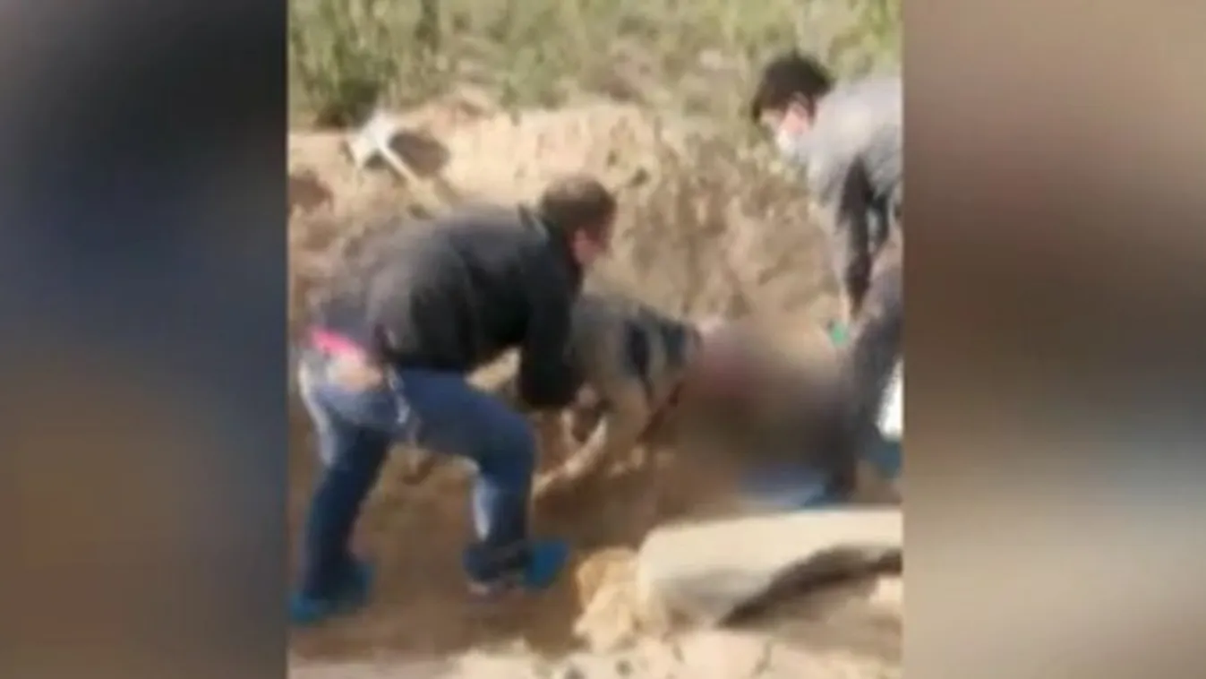 Horror a családban - Élve temette el mozgásképtelen anyját a gonosz férfi - Videó