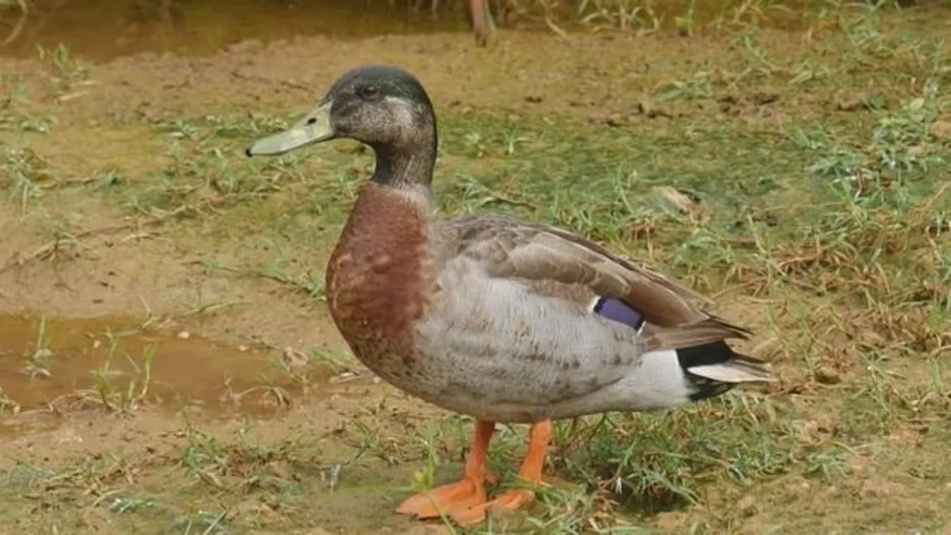 Elpusztult Trevor, a világ legmagányosabb kacsája