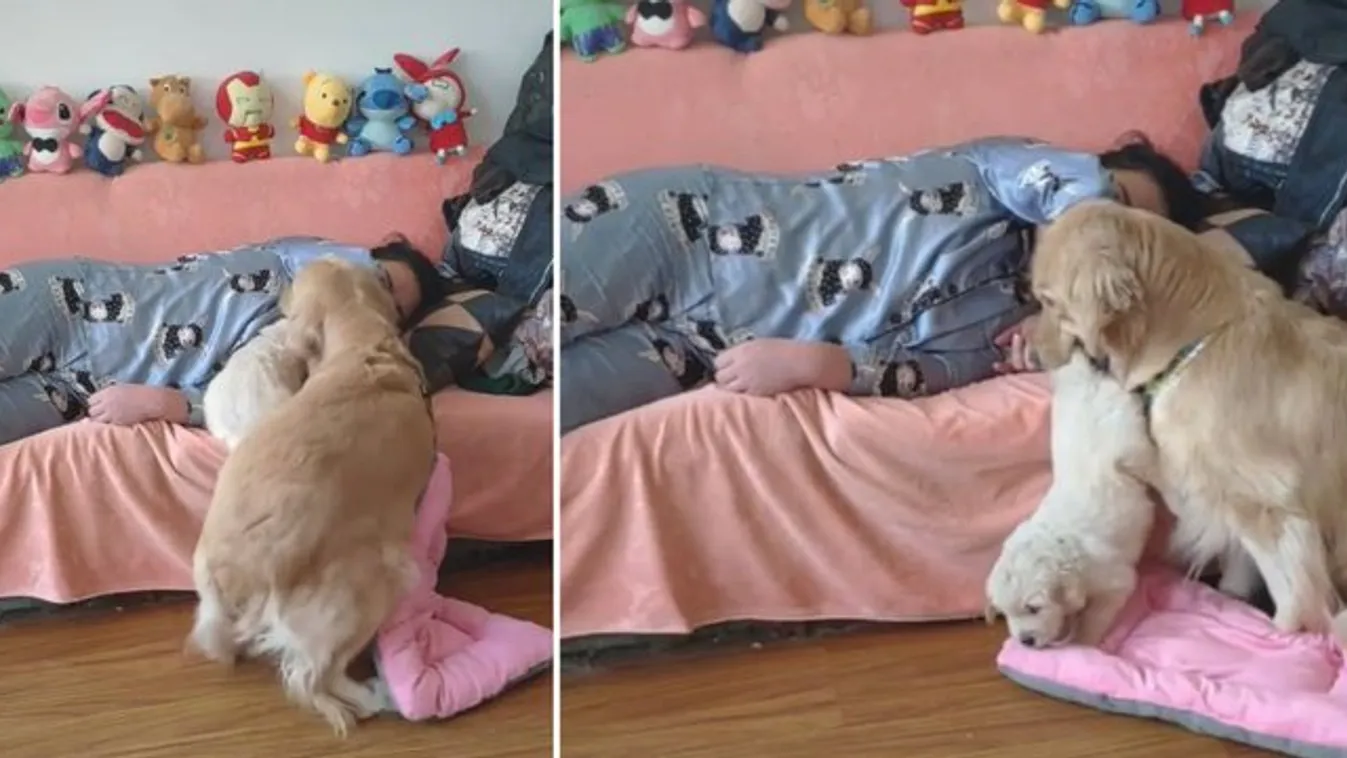 Ha ettől a kutyás videótól nem mosolyog egész nap, akkor semmitől!