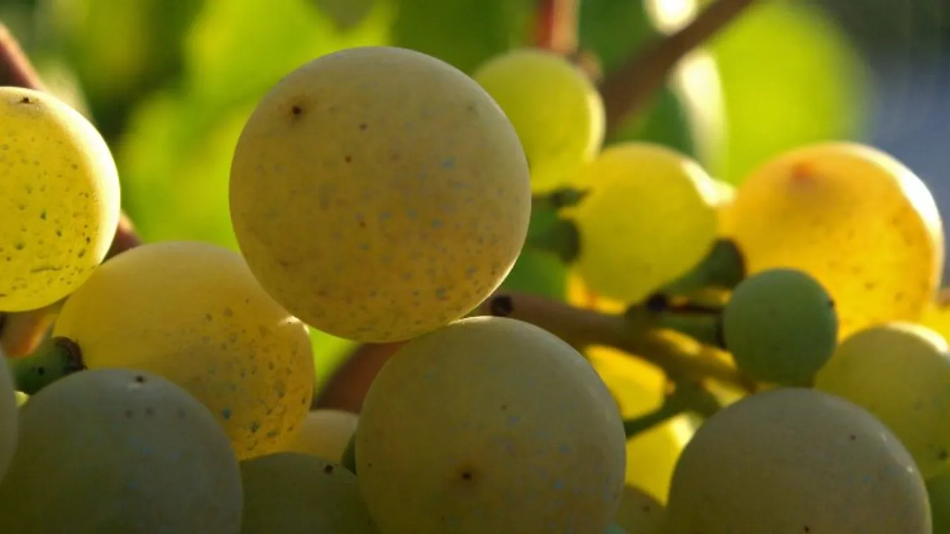 Fantasztikus hangulat a Mádi Furmint Ünnepen