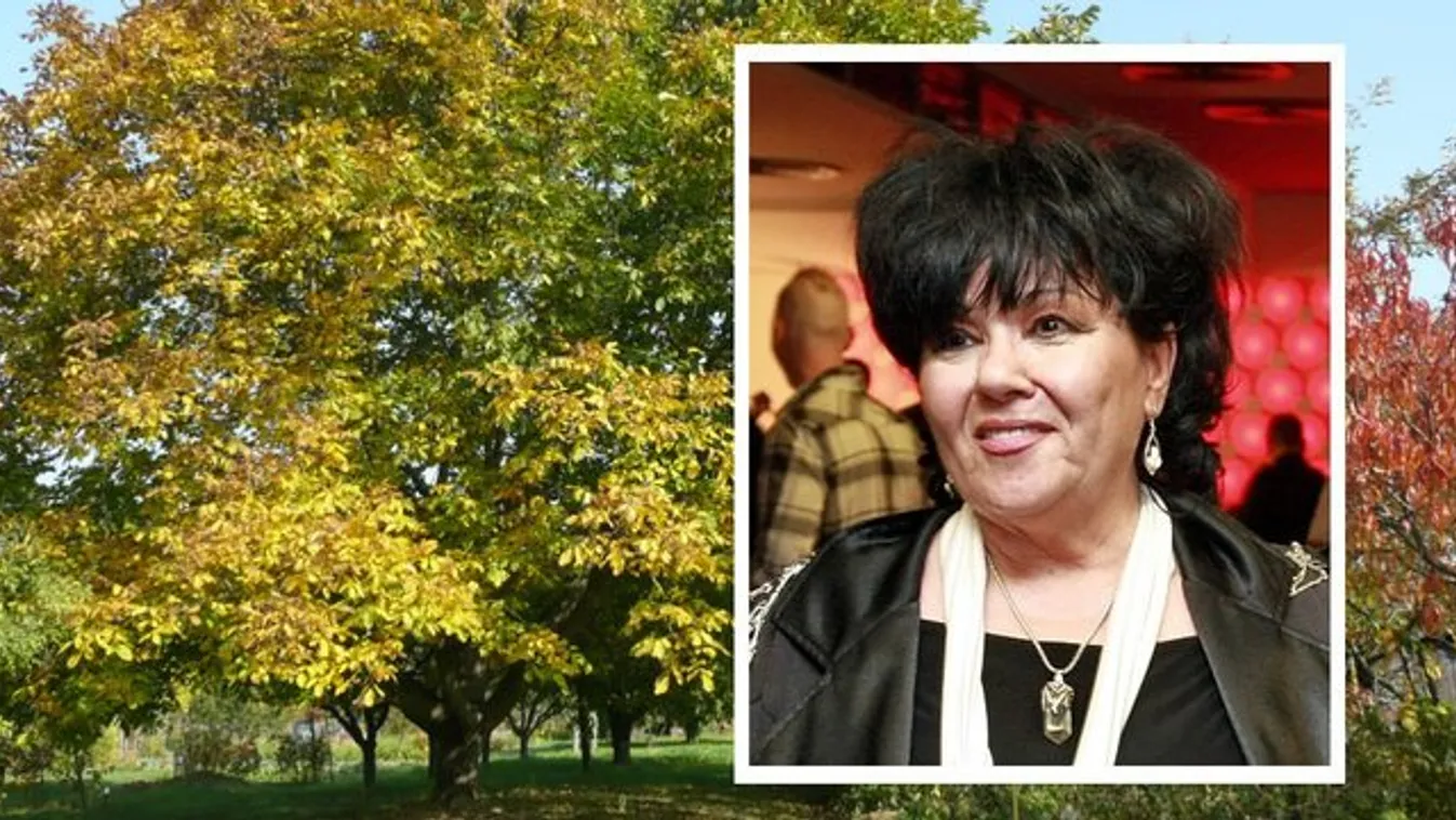 Diófa ölelésétől töltődik fel Dolly