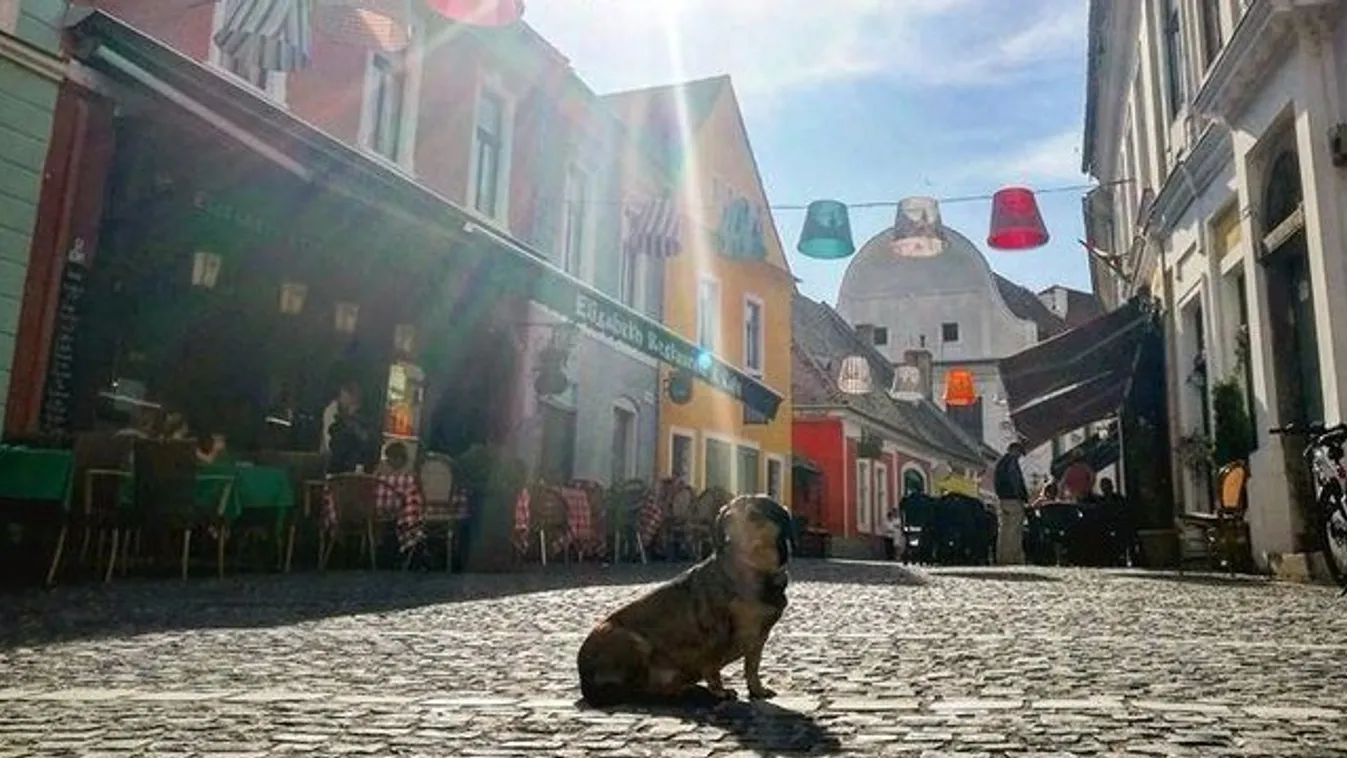 Mi folyik itt? Lilut koppintja a Bors kutyája
