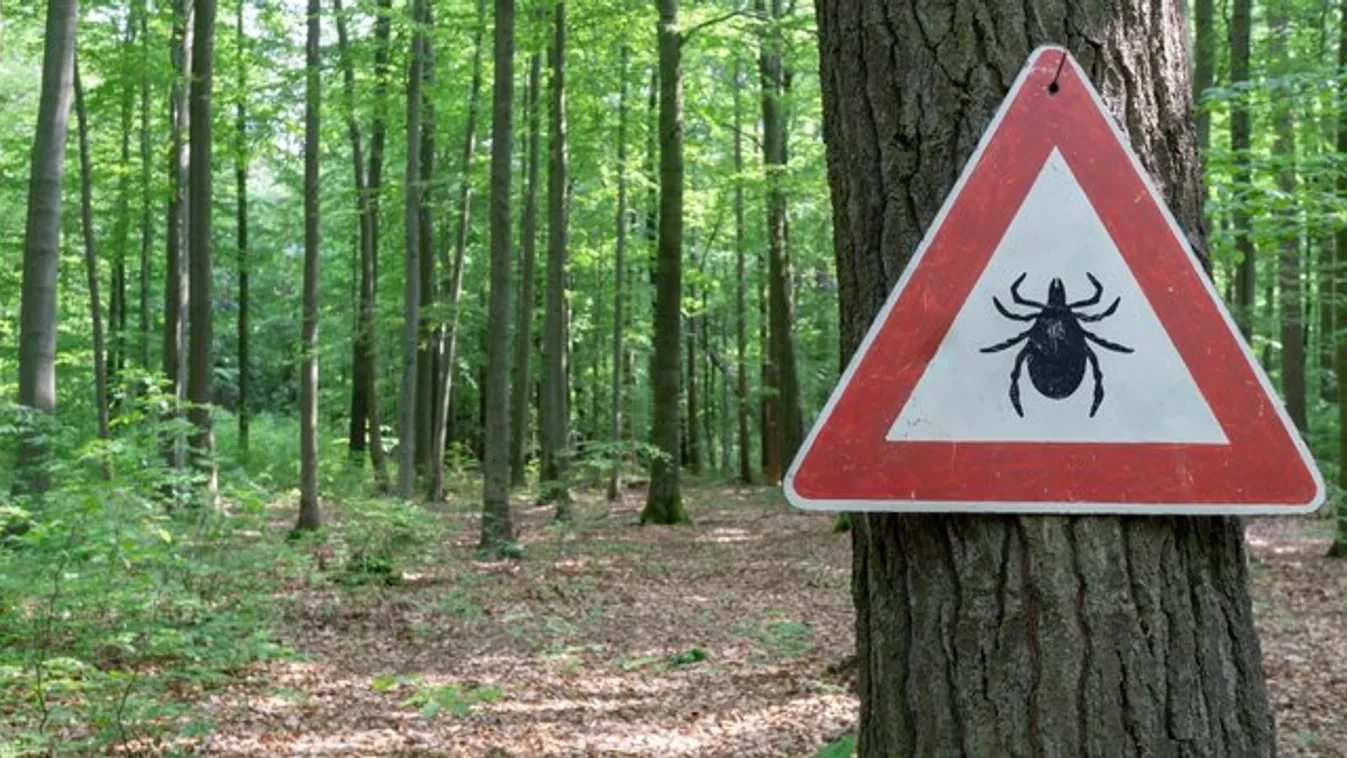 Brutális kullancsinvázió jön! Ezt teheted ellene