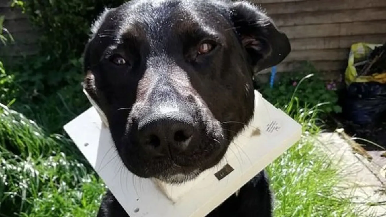 Nagyon kellemetlen helyzetbe hozta magát ez a kíváncsi labrador -videó