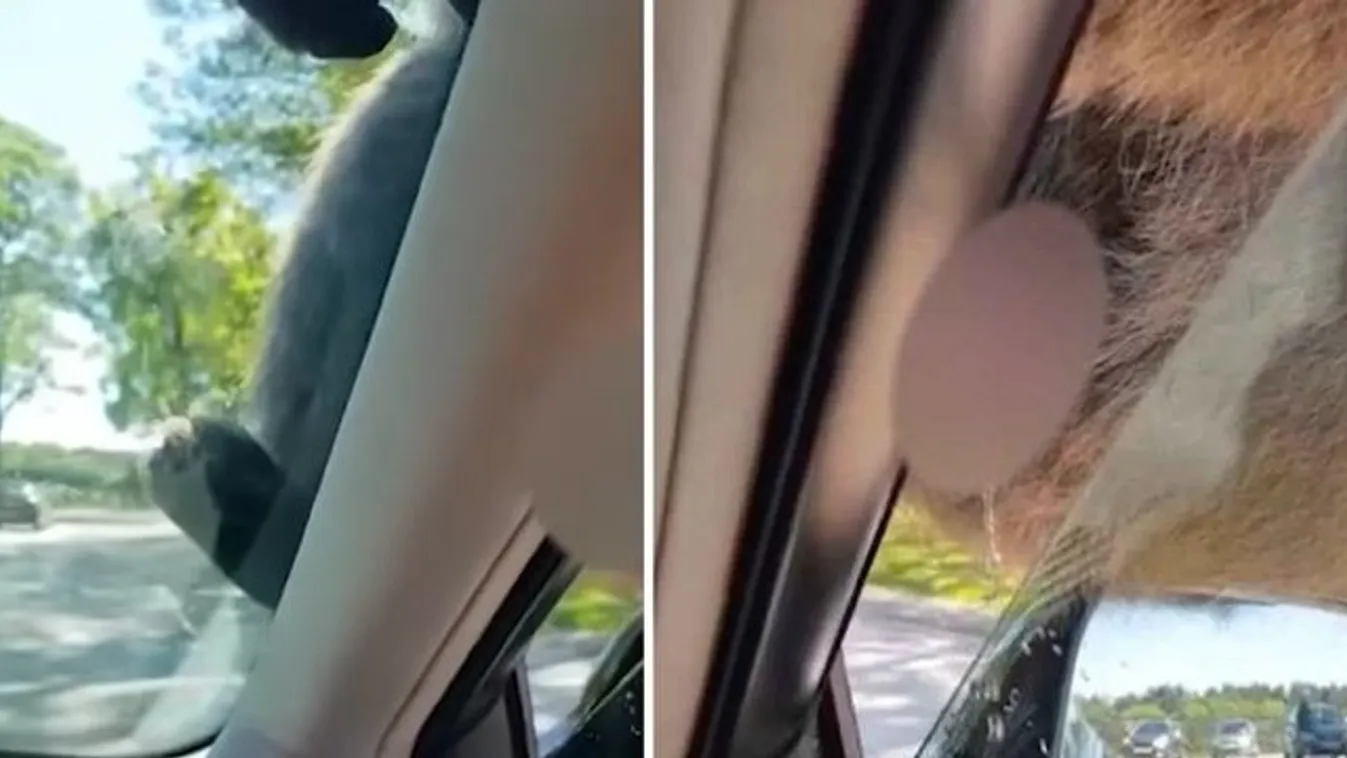 Kegyetlenül kitolt ez a majom a szemtelen turistával – videó