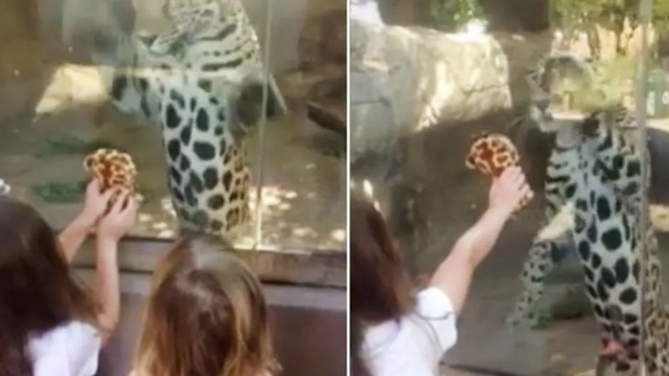 Így kell egy plüssjaguárral felhúzni egy igazit - videó