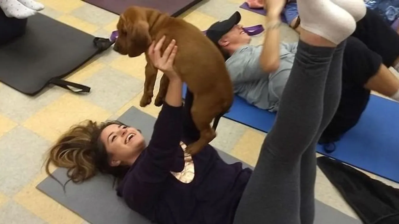Kutyás pilates az új őrület: Ön kipróbálná?