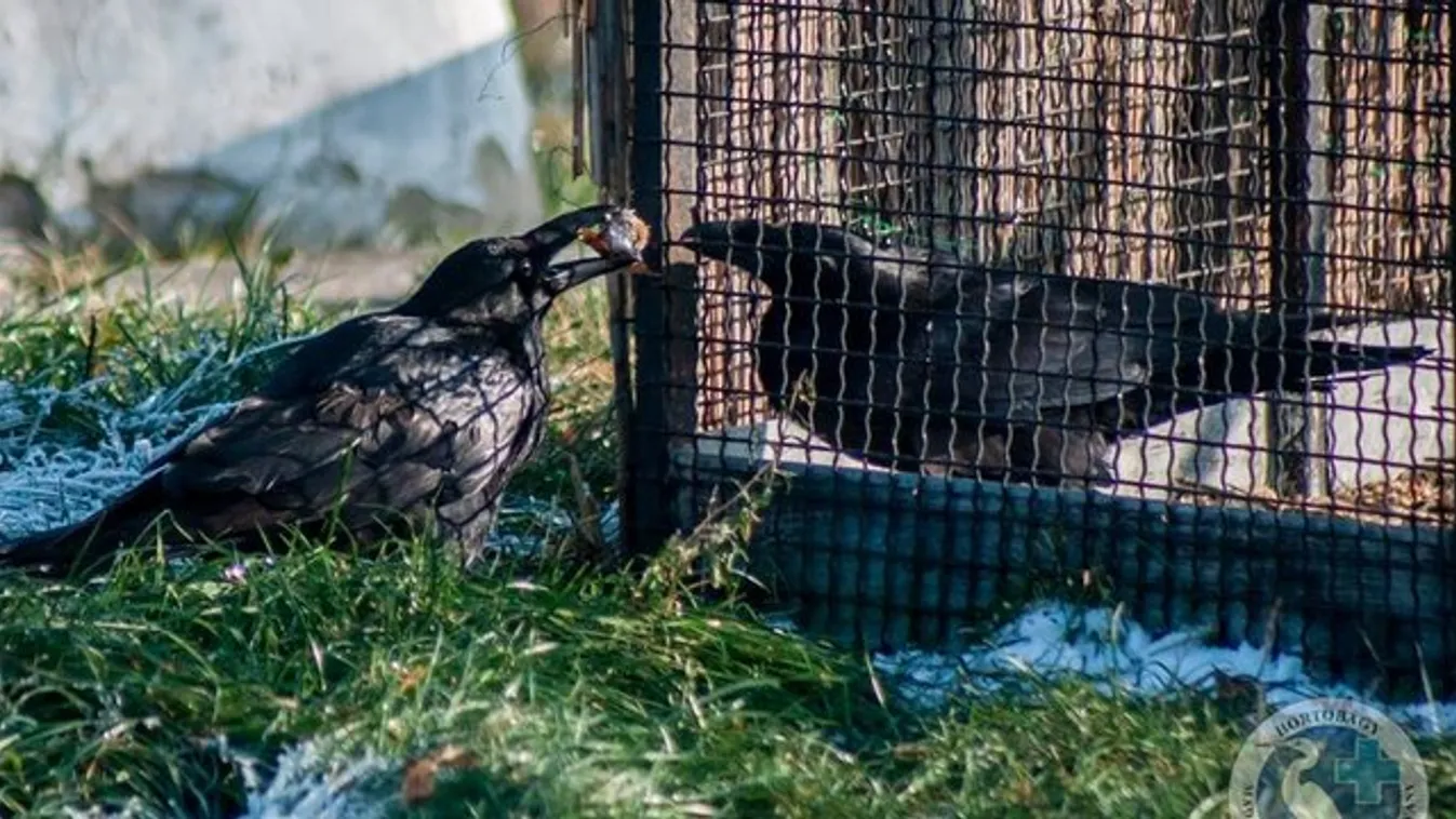 Van minek örülni: becsajozott Negró, a beszélő holló