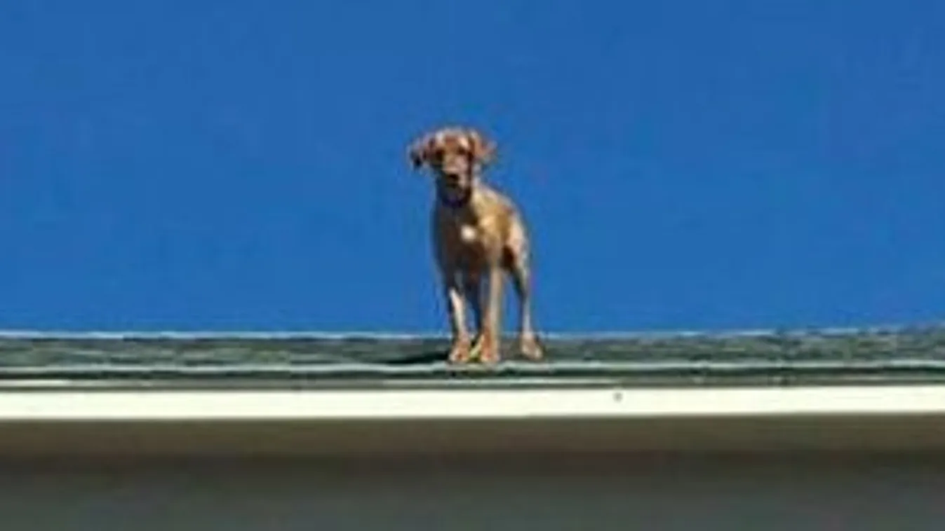 Tetőre mászik örömében a vizsla