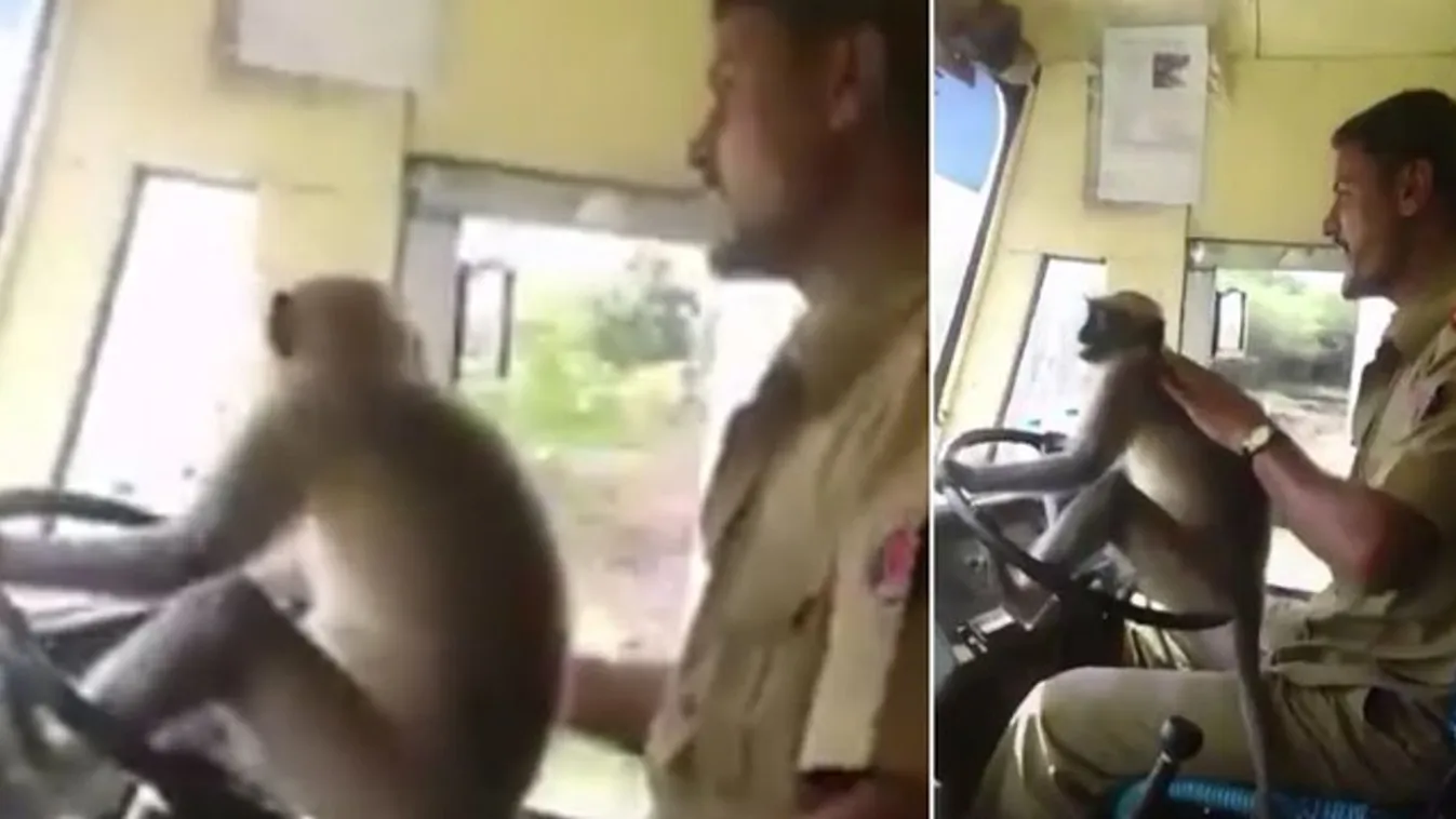 Fel merne szállni a buszra, amit egy majom vezet? videó