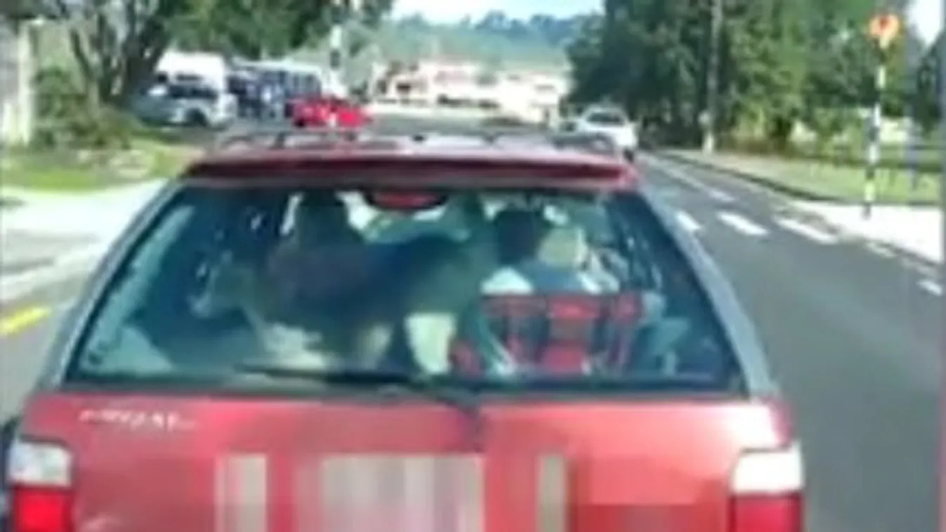Senki sem érti, mit keresett a kecske a hátsó ülésen, de a sofőr kapcsán is merülnek fel kérdések - videó