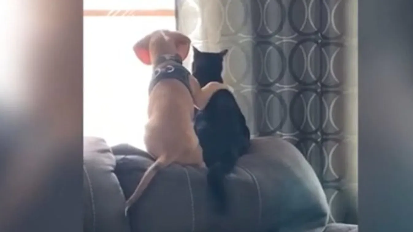 A kutya és macska barátságra ez a videó lehetne a definíció