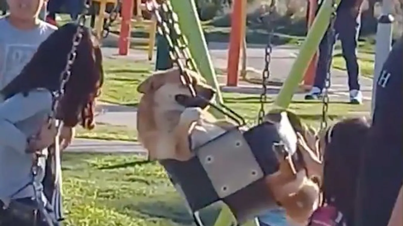 A játszótéren hintázó kutyusnál garantáltan nem lát cukibb videót!