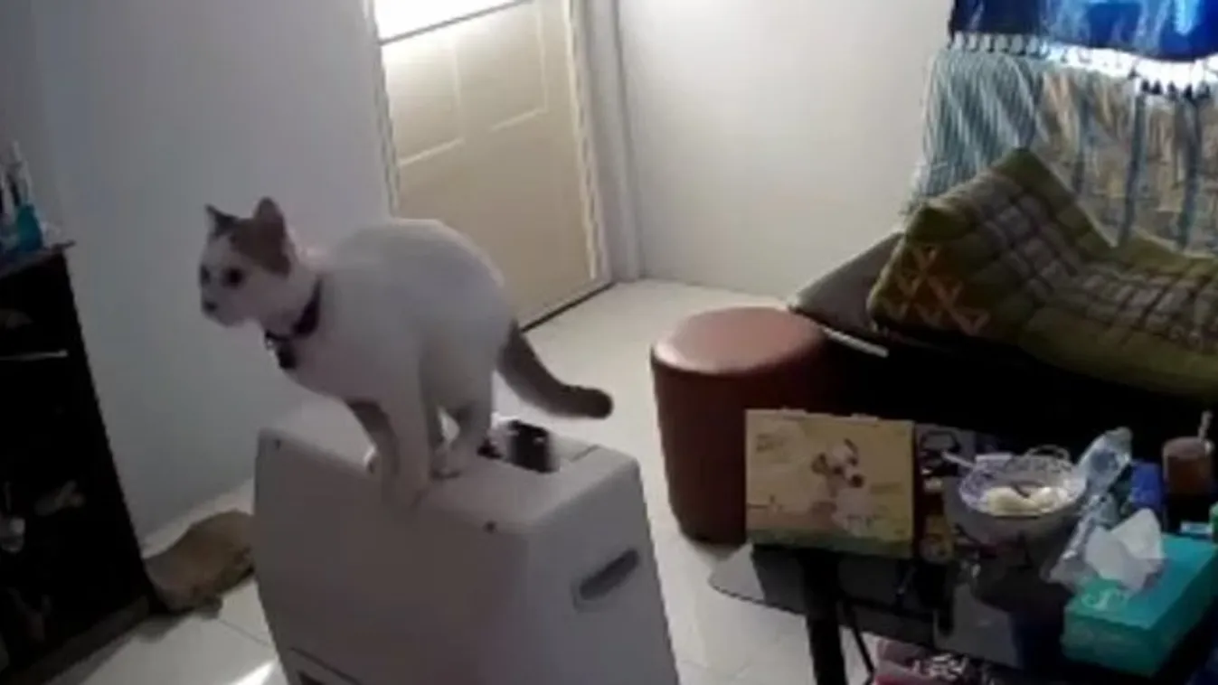 Ilyen az, amikor egy macska egyetlen mozdulattal tönkreteszi az egész nappalit - videó