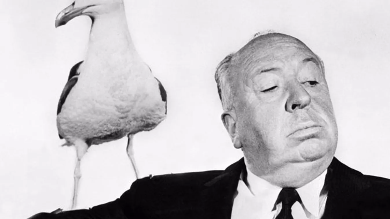 Valósággá válik Hitchcock horrorja: támadnak a sirályok