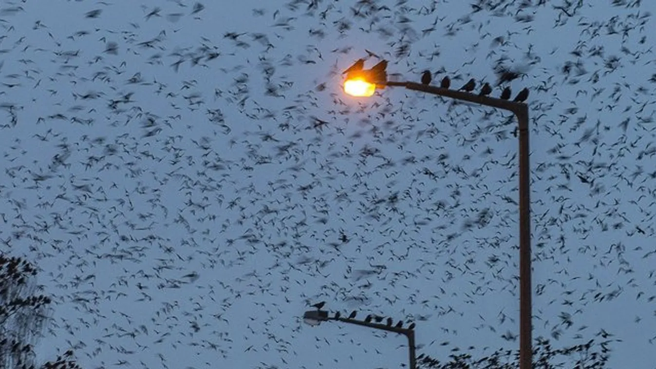 Valósággá válik a horror: varjak csapnak le a levegőből