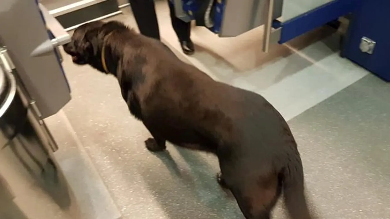Győrig vonatozott a petárdák elől Maci kutyus