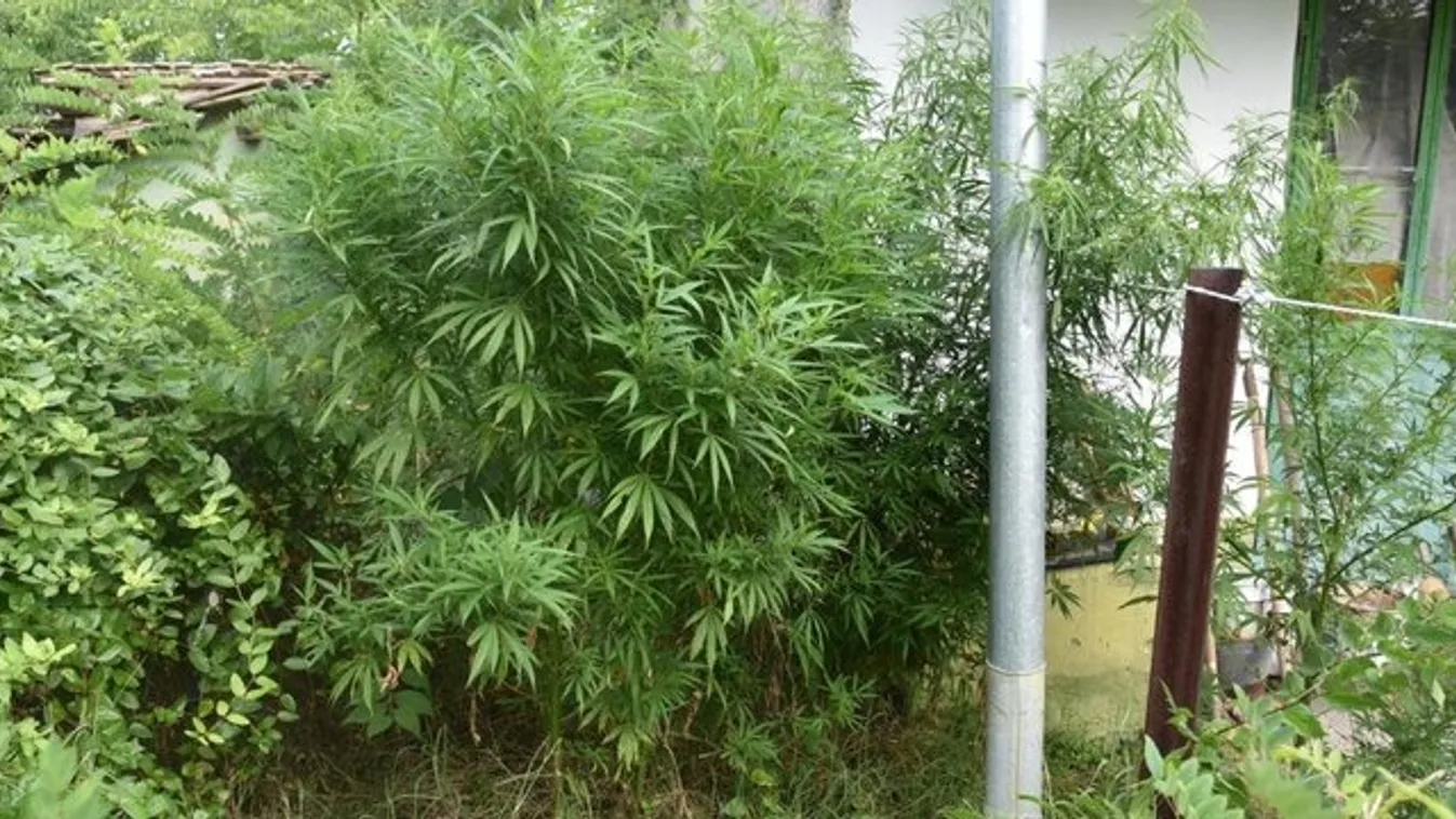 73 tő cannabist találtak egy bajai tanyán – videó