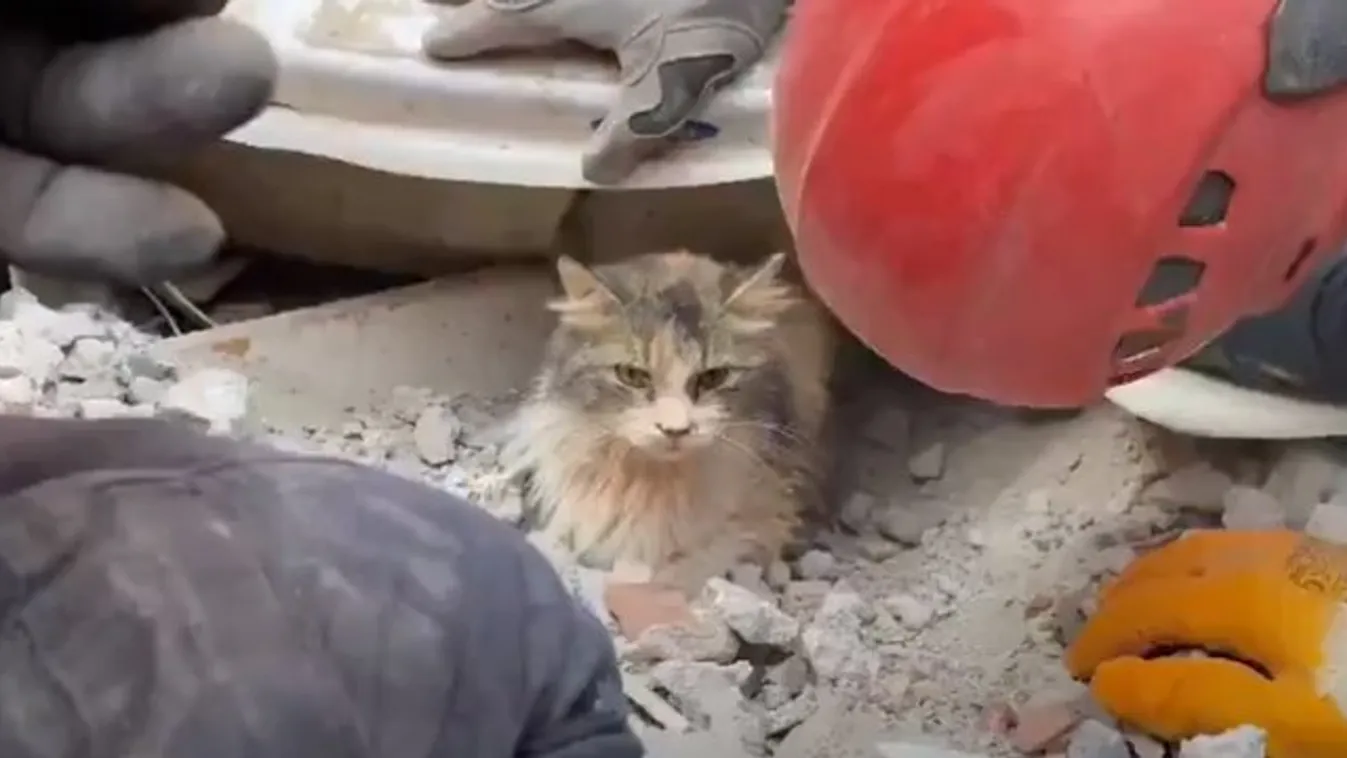 Négy nappal a törökországi földrengés után élve találtak egy macskát a romok alatt – videó