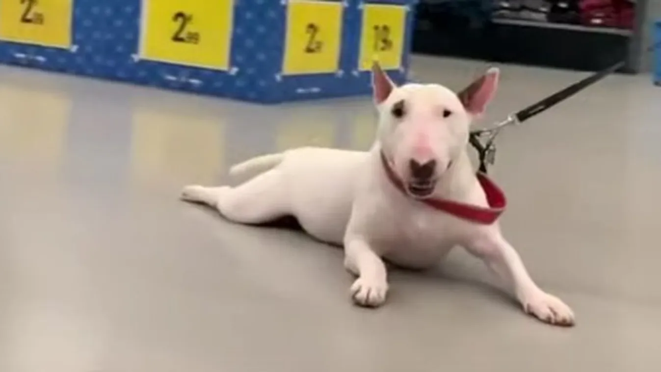 Ez a kutya nyerte az idei lustaság-versenyt - videó