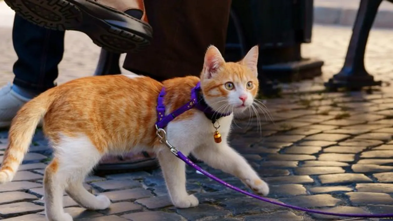 Pórázzal léphet ki az utcára a macska