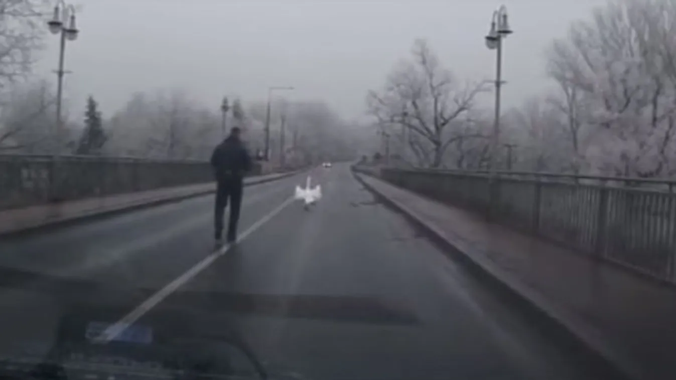 Bajbajutott hattyút mentettek a tokaji rendőrök – videó