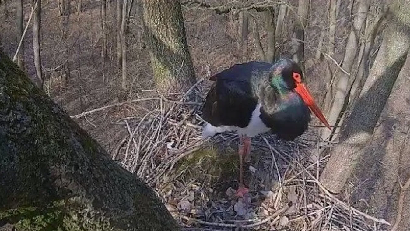 Itt a tavasz: hazajött az első fekete gólya