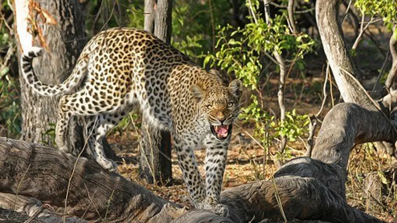 Leopárd ragadott el egy 3 éves kisfiút egy szafari parkban
