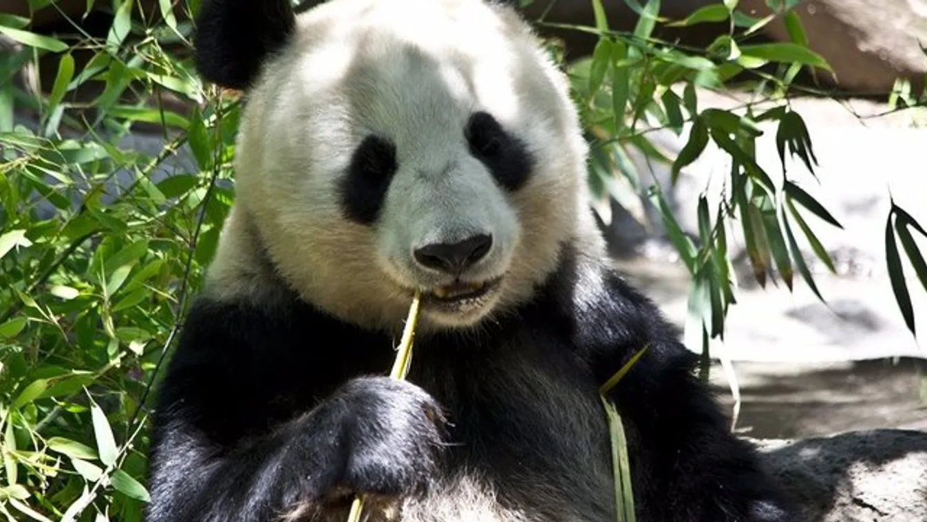 Az amerikai pandáknak meg kell tanulniuk kínaiul. Igen, a pandáknak