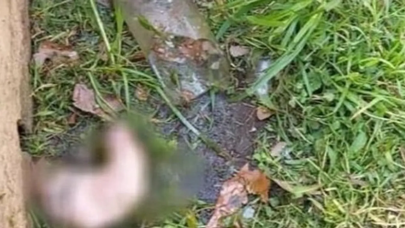 Sokkot kapott a férfi, amikor meglátta, mi van a kertben – 18+